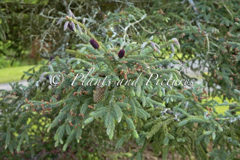 Picea likiangensis var rubescens