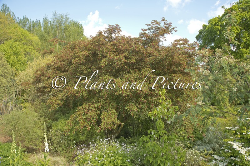 Acer pectinatum subsp. laxiflorum