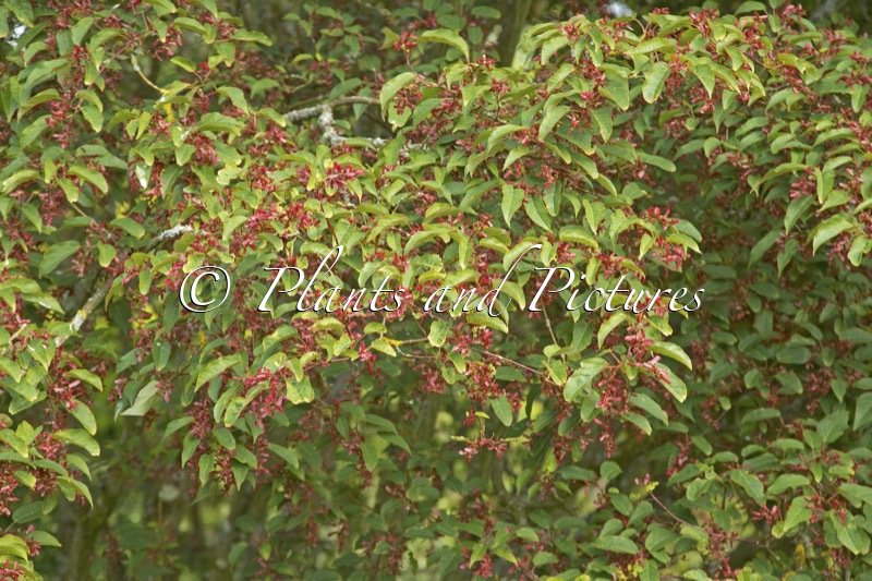 Acer pectinatum subsp. laxiflorum