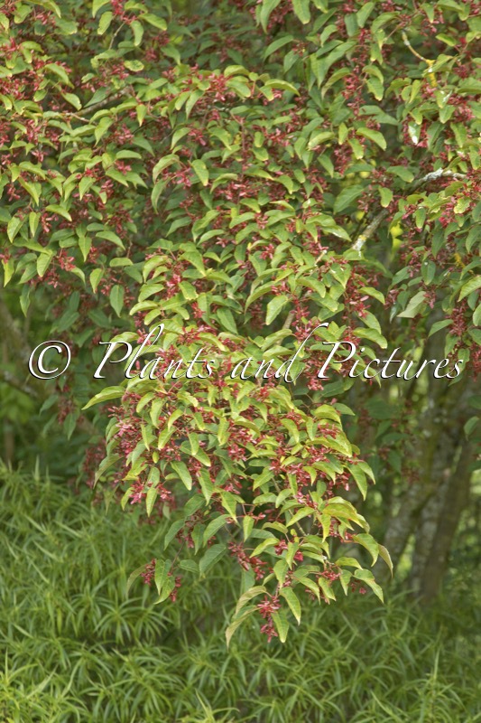 Acer pectinatum subsp. laxiflorum