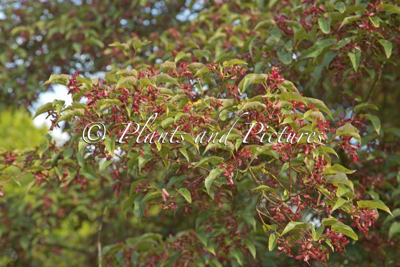 Acer pectinatum subsp. laxiflorum