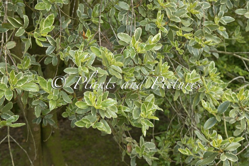 Eucryphia nymansensis ‘Nymans Silver’