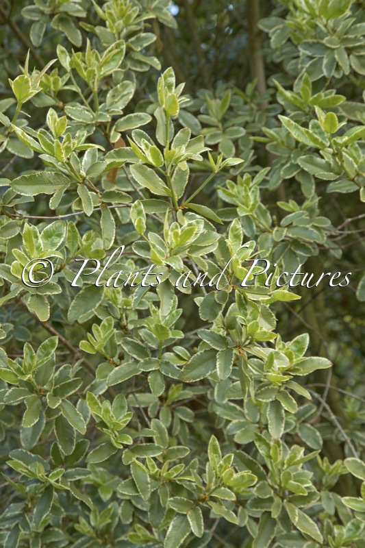 Eucryphia nymansensis ‘Nymans Silver’