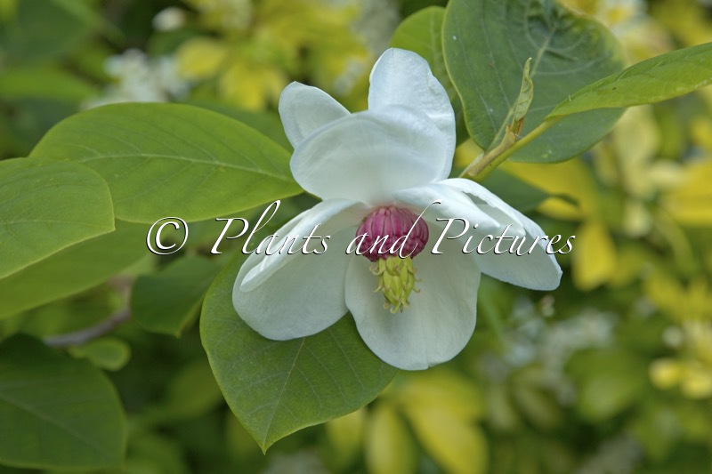 Magnolia sieboldii