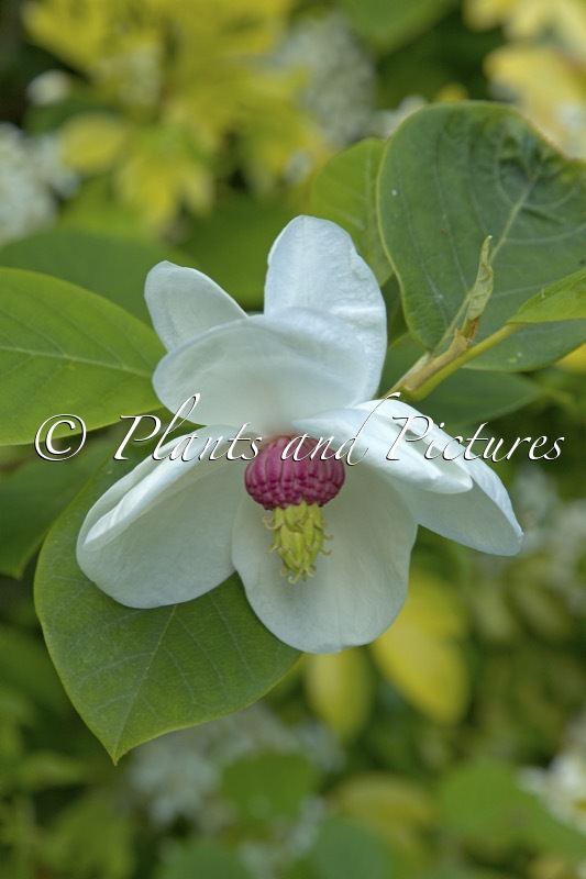 Magnolia sieboldii
