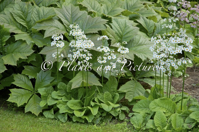 Primula japonica ‘Postford White’