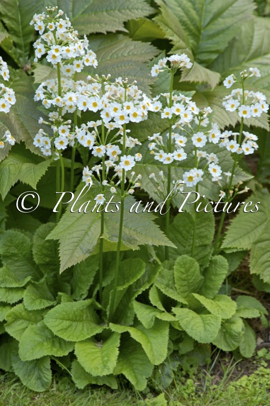 Primula japonica ‘Postford White’