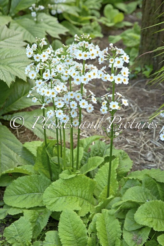 Primula japonica ‘Postford White’