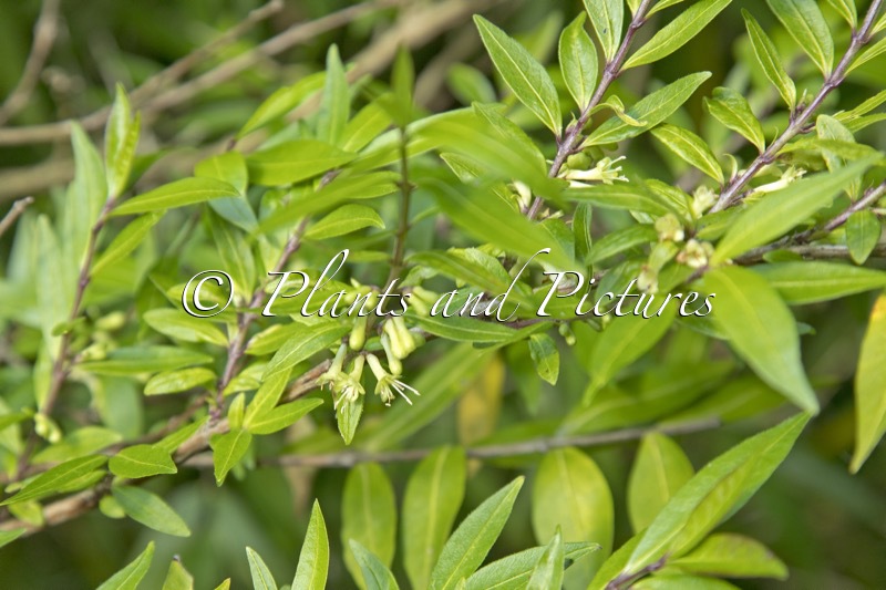 Lonicera pileata ‘Blue Pearl’