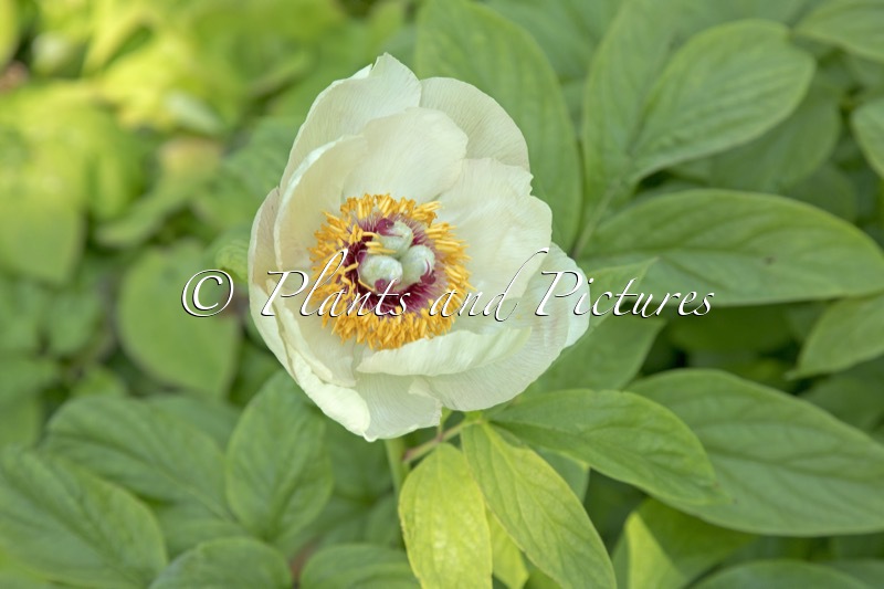 Paeonia mlokosewitschii