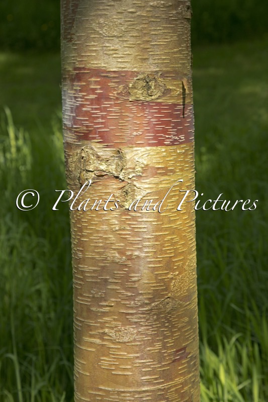 Betula utilis subsp. albosinensis