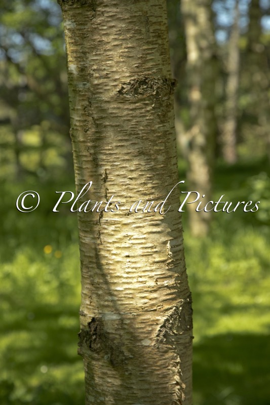 Betula papyrifera var. cordifolia