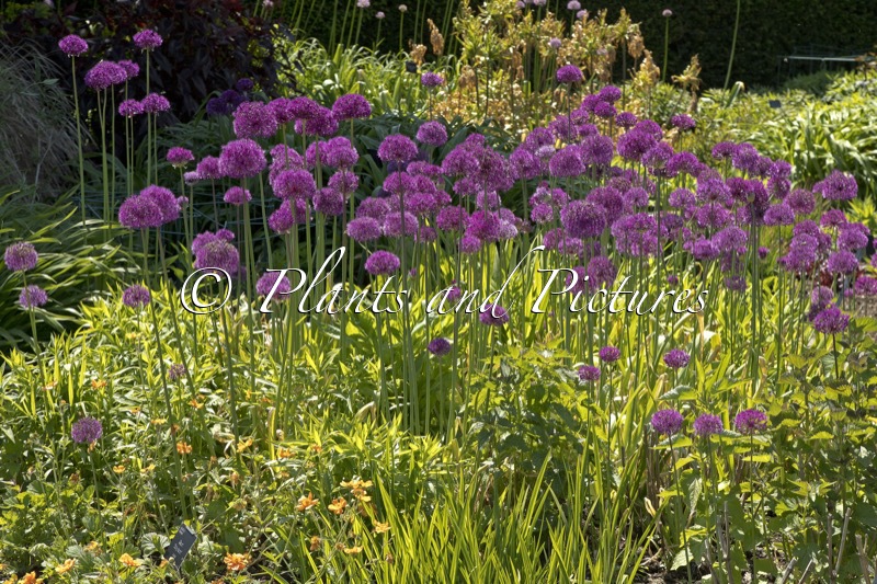 Allium ‘Purple Sensation’