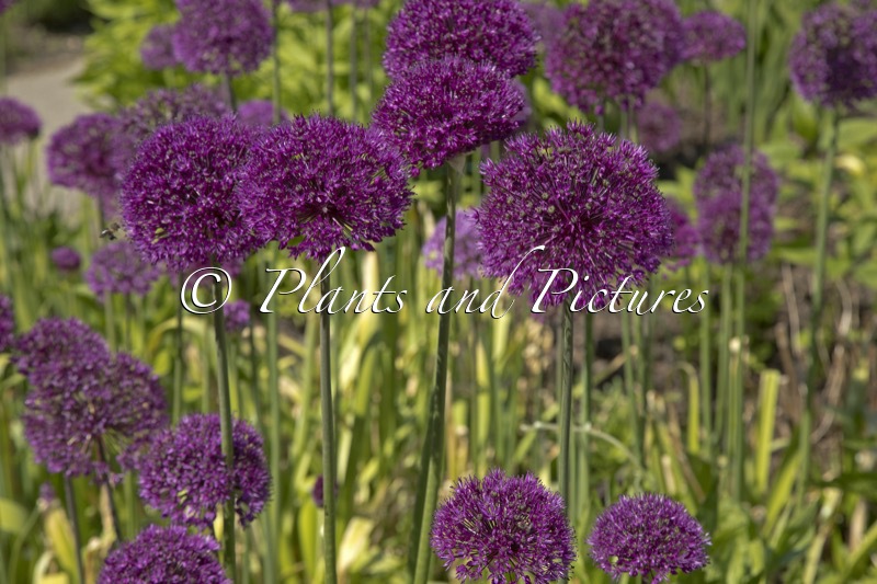 Allium ‘Purple Sensation’