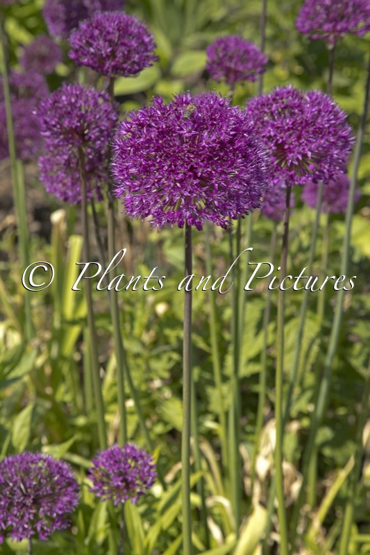 Allium ‘Purple Sensation’