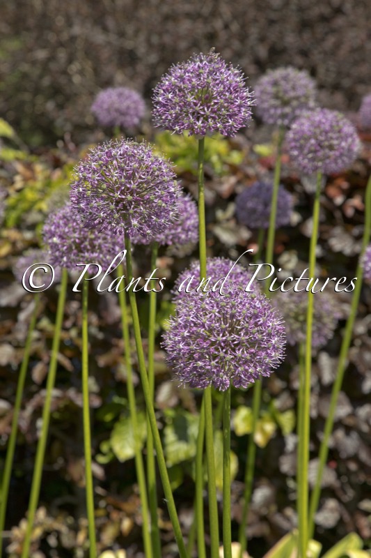 Allium macleanii ‘His Excellency’