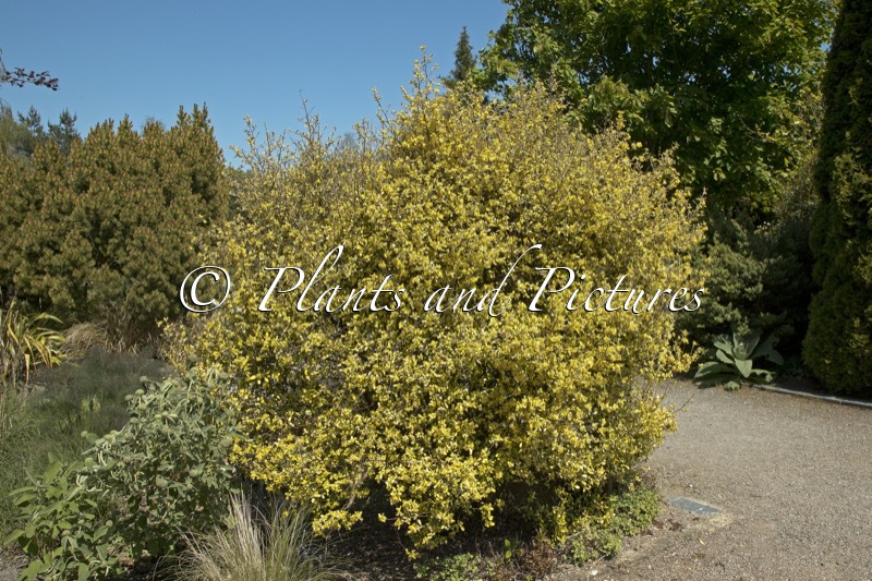 Corokia virgata ‘Sunsplash’