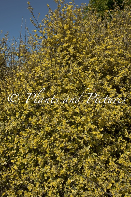 Corokia virgata ‘Sunsplash’