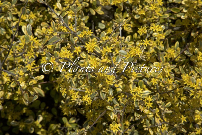 Corokia virgata ‘Sunsplash’