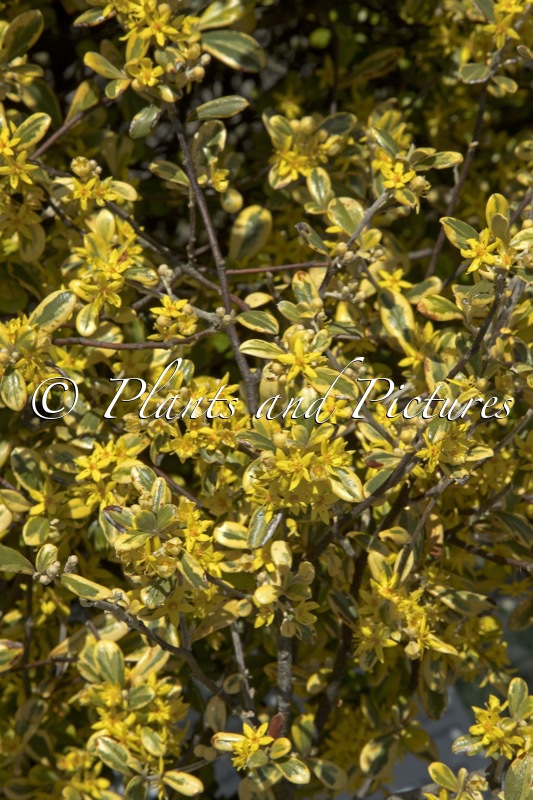 Corokia virgata ‘Sunsplash’