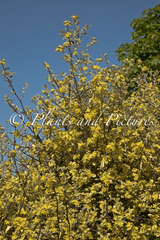 Corokia virgata ‘Sunsplash’