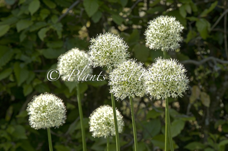 Allium stiptatum ‘Mount Everest’