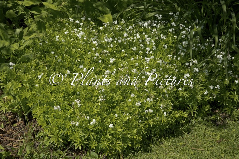 Galium odoratum
