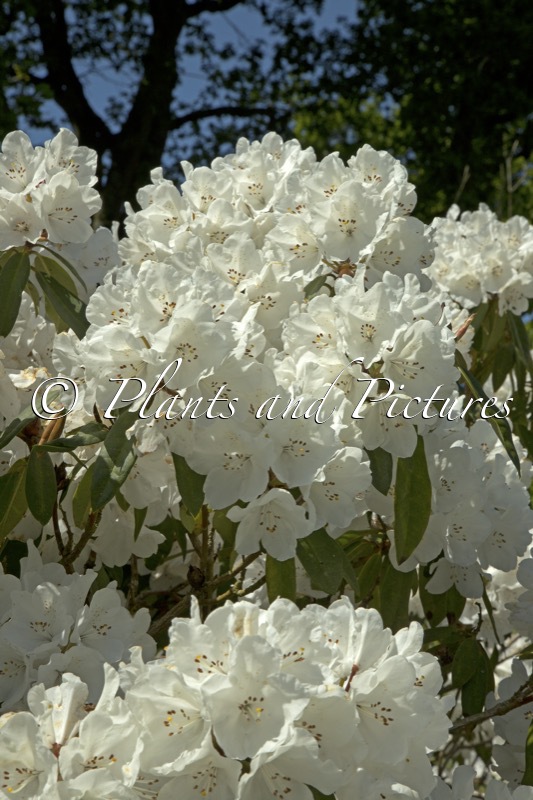 Rhododendron ‘Helene Schiffner’