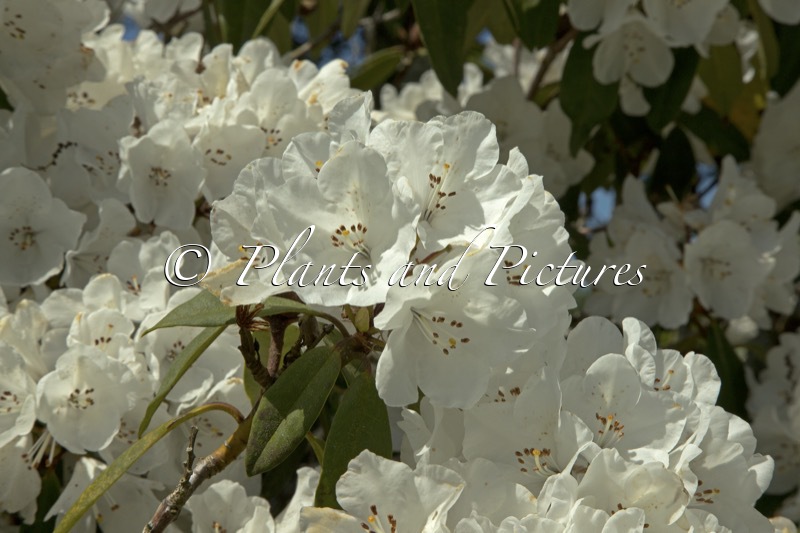 Rhododendron ‘Helene Schiffner’