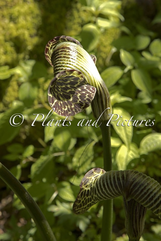 Arisaema griffithii