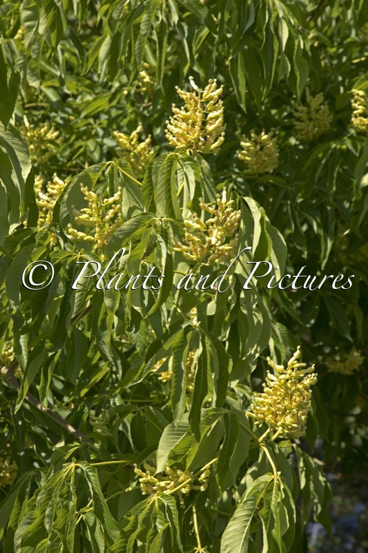 Aesculus pavia var. flavescens