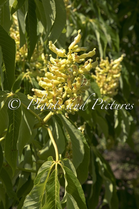 Aesculus pavia var. flavescens