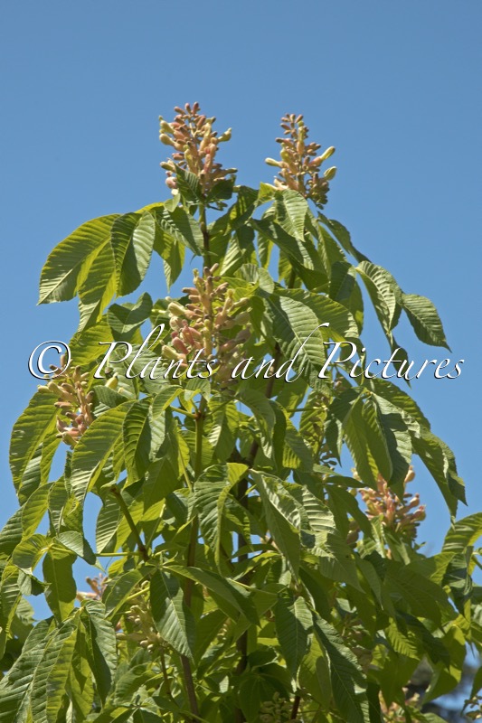 Aesculus mutabilis ‘Induta’