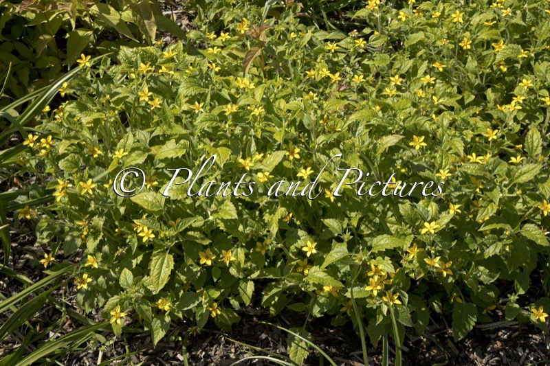 Chrysogonum virginianum