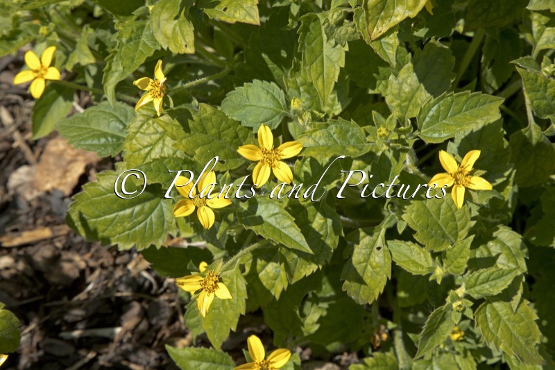 Chrysogonum virginianum