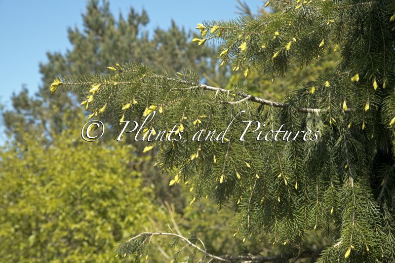 Picea breweriana ‘Frühlingsgold’