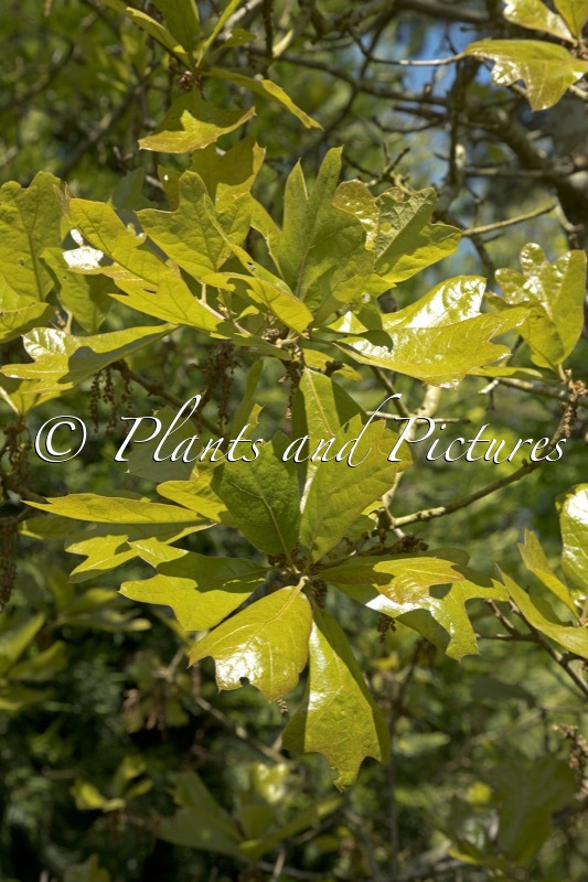 Quercus ilicifolia