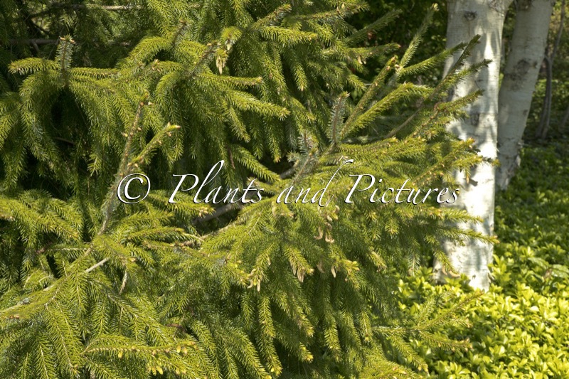 Picea brachytyla