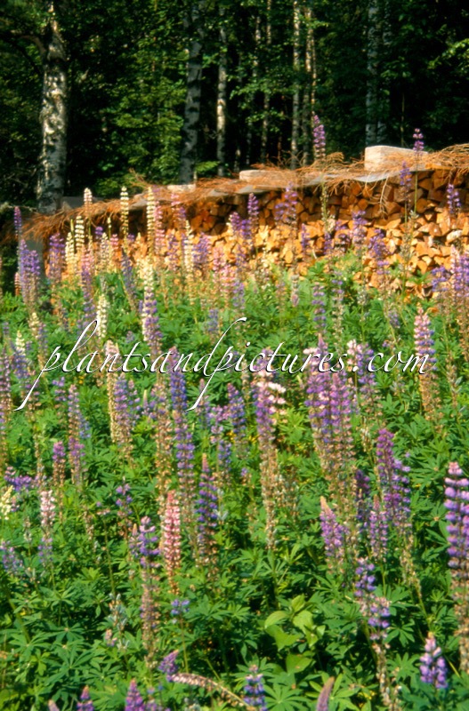 Lupinus polyphyllus