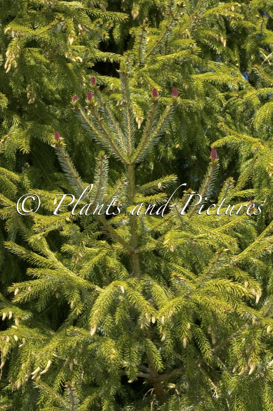 Picea brachytyla