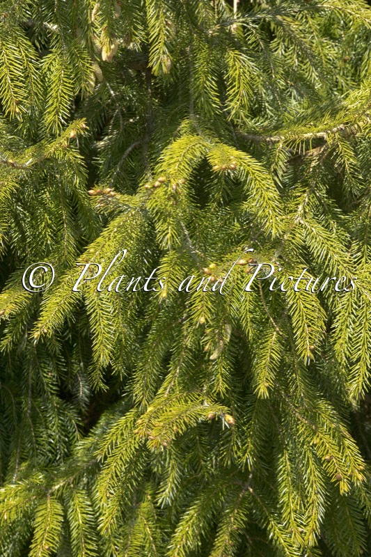 Picea brachytyla