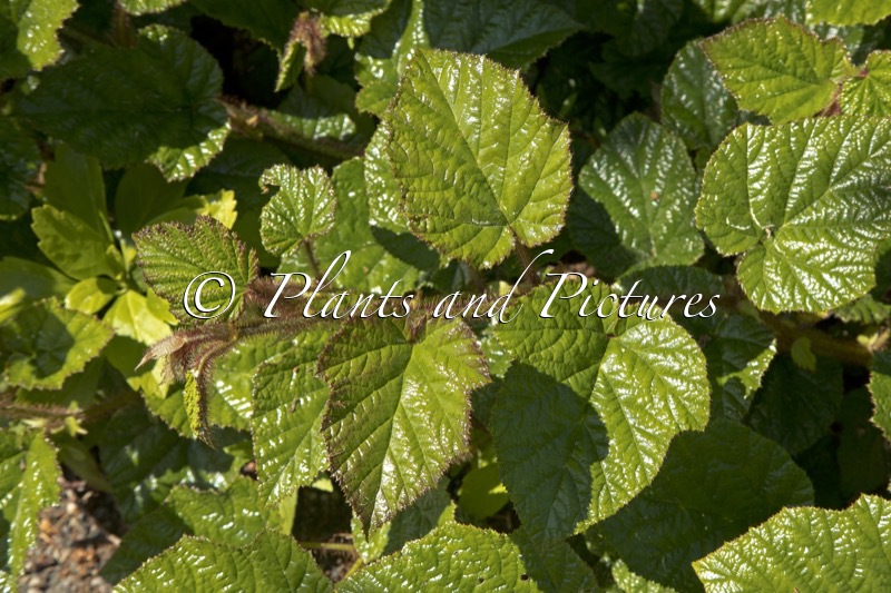 Rubus tricolor
