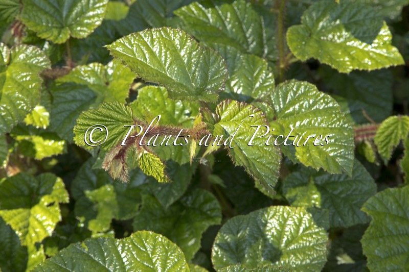 Rubus tricolor