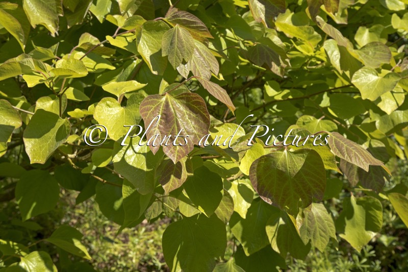 Lindera obtusiloba