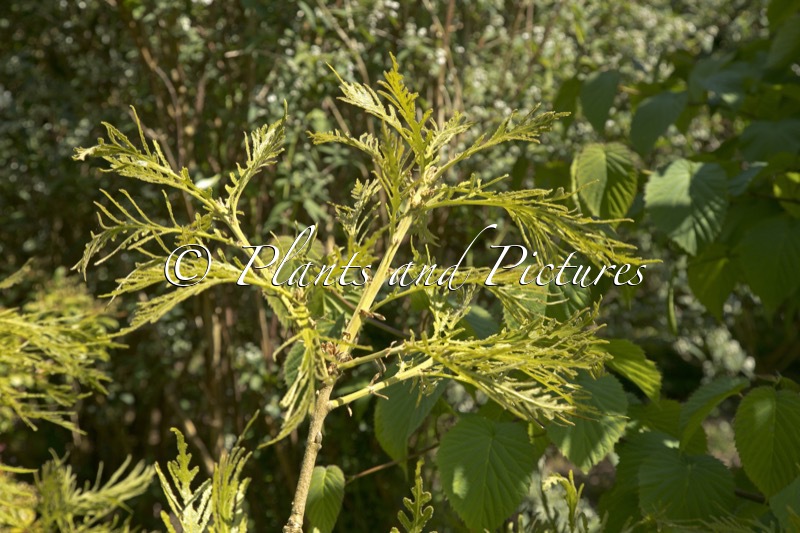 Quercus dentata ‘Pinnatifida’