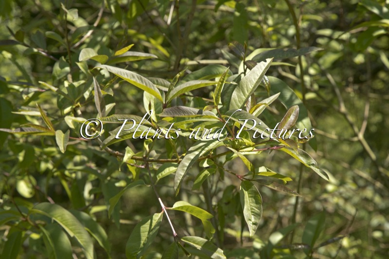 Ligustrum compactum
