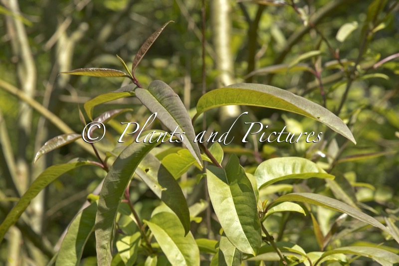 Ligustrum compactum