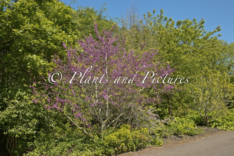Cercis siliquastrum