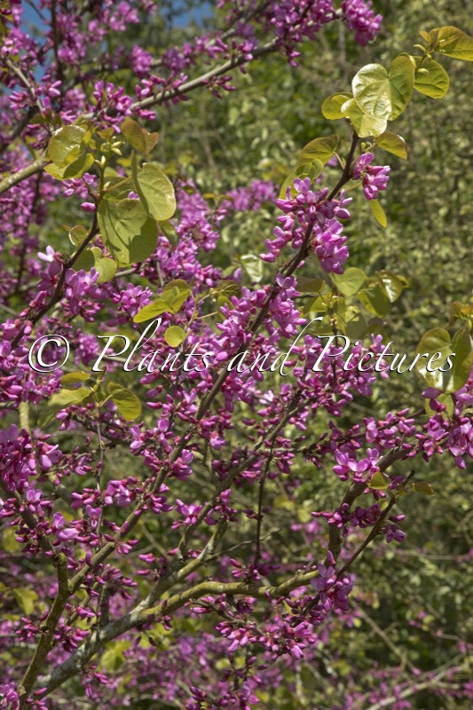 Cercis siliquastrum