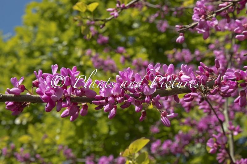 Cercis siliquastrum